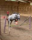 JUMENT - WELSH PART BRED - 7 ANS 