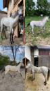 JUMENT - WELSH PART BRED - 7 ANS 