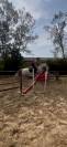 JUMENT - WELSH PART BRED - 7 ANS 