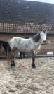 JUMENT - WELSH PART BRED - 7 ANS 