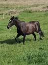 Trotteur 1,56 