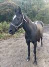 Trotteur 1,56 