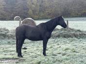 Trotteur 1,56 