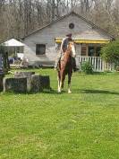Un cheval ami 