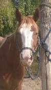 Un cheval ami 