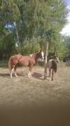 Un cheval ami 