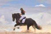 Puledra Frisone In vendita 2026 Nero ,  jehannes 484