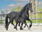 Puledra Frisone In vendita 2026 Nero ,  jehannes 484