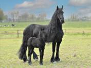 Puledra Frisone In vendita 2026 Nero ,  jehannes 484
