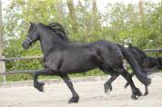 Puledra Frisone In vendita 2026 Nero ,  jehannes 484