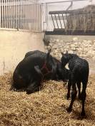 Puledra Frisone In vendita 2026 Nero ,  jehannes 484