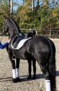 Puledra Frisone In vendita 2026 Nero ,  jehannes 484