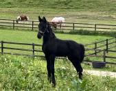 Puledra Frisone In vendita 2026 Nero ,  jehannes 484