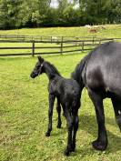 Puledra Frisone In vendita 2026 Nero ,  jehannes 484