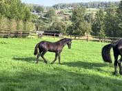 Puledra Frisone In vendita 2026 Nero ,  jehannes 484