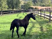Puledra Frisone In vendita 2026 Nero ,  jehannes 484