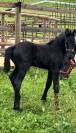 Puledra Frisone In vendita 2026 Nero ,  jehannes 484