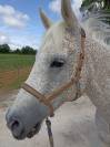 Hongre Demi-Sang Arabe &ndash; 15 ans &ndash;
