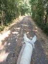 Hongre Demi-Sang Arabe &ndash; 15 ans &ndash;