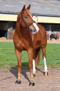 Caballo castrado Silla Franc&eacute;s En venta 2017 Alaz&aacute;n por Andiamo semilly