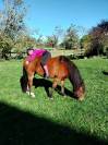 Poney Pottok 6 ans