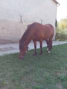 Poney Pottok 6 ans
