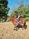 Poney Pottok 6 ans