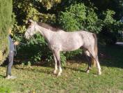 Hongre 6ans class&eacute; 125