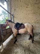 Poney Fran&ccedil;ais de Selle 