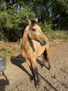 Poney Fran&ccedil;ais de Selle 