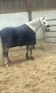 UNE PONETTE  AVEC  UN BEL AVENIR SPORTIF