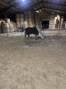 UNE PONETTE  AVEC  UN BEL AVENIR SPORTIF