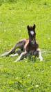 Poulain Qlassic X Qaprice Boismargot 