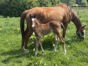Poulain Qlassic X Qaprice Boismargot 