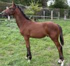 Poulain Qlassic X Qaprice Boismargot 