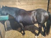 Ponette C Fran&ccedil;ais De Selle 