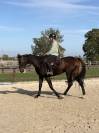 Super cheval 