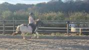 Fantastique ponette pp 109cm 