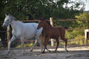 Poulain PFS