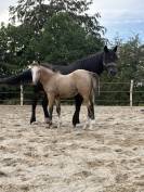 Poulain Welsh Cob 