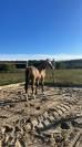 Poulain Welsh Cob 