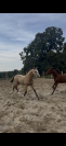 Poulain Welsh Cob 