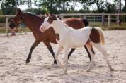 Veulen (ml) Franse rijpony PFS Te koop 2026 Bont ,  Dragibus du rouget