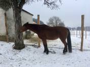 BLUE &ndash; Adorable DS suisse de 22 ans cherche une famille