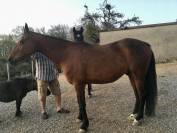 BLUE &ndash; Adorable DS suisse de 22 ans cherche une famille