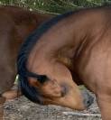 BLUE &ndash; Adorable DS suisse de 22 ans cherche une famille