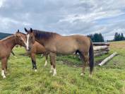 TEKOA &ndash; Grand cheval sensible de 18 ans cherche un foye