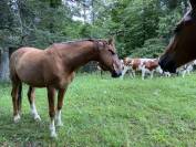 TEKOA &ndash; Grand cheval sensible de 18 ans cherche un foye