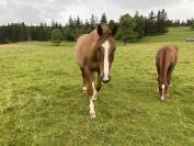TEKOA &ndash; Grand cheval sensible de 18 ans cherche un foye