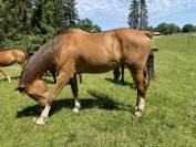 TEKOA &ndash; Grand cheval sensible de 18 ans cherche un foye
